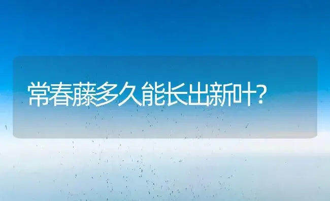 常春藤多久能长出新叶？ | 植物问答