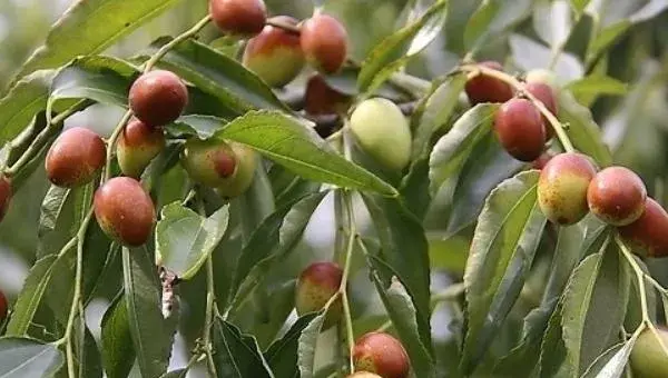 2018种枣树赚钱吗？枣树种植的利润与投资成本及前景预测