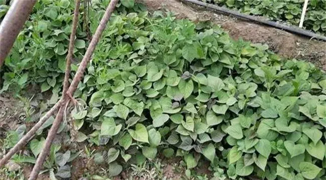 甘薯早春育苗注意事项技巧
