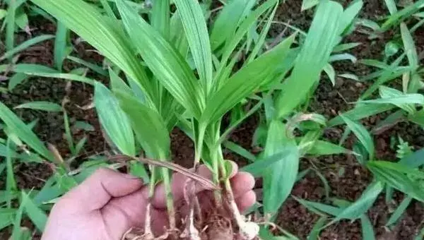 怎样种植白芨？做好田间管理，保持土壤湿润