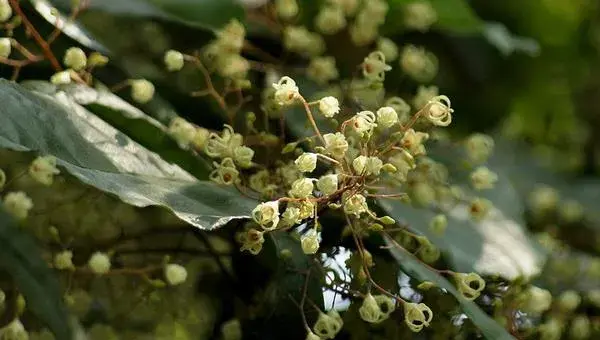 苹婆树怎么种 苹婆种植方法与注意事项