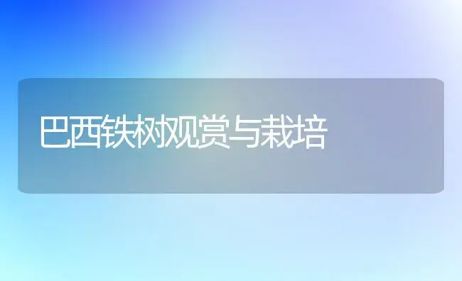 巴西铁树观赏与栽培 | 植物科普
