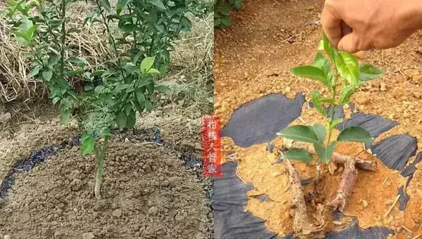 12个月沃柑种植技术与管理方法全集