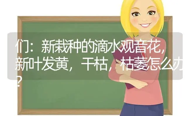 们：新栽种的滴水观音花，新叶发黄，干枯，枯萎怎么办？ | 植物问答