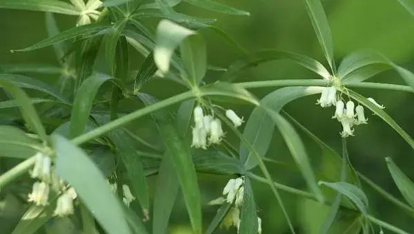 黄精什么时候种植