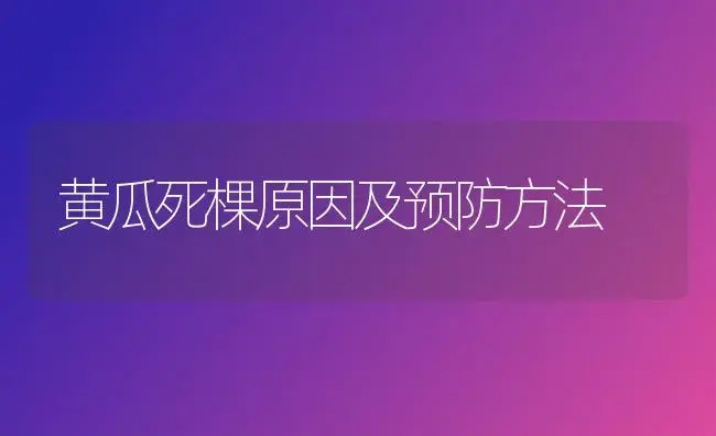 黄瓜死棵原因及预防方法 | 植物科普