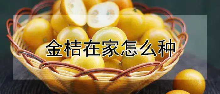 金桔在家怎么种