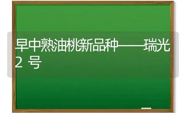 早中熟油桃新品种——瑞光2号 | 植物科普