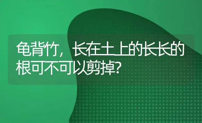 龟背竹，长在土上的长长的根可不可以剪掉？ | 植物问答