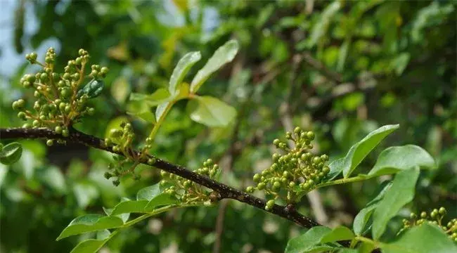 花椒树的修剪技术