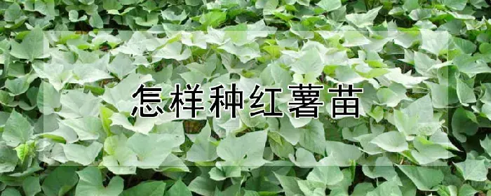 怎样种红薯苗