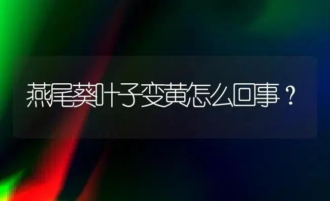 燕尾葵叶子变黄怎么回事？ | 植物问答