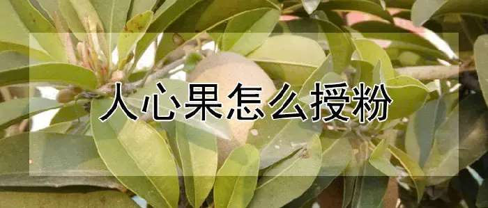 人心果怎么授粉