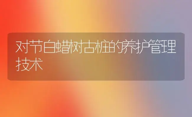 对节白蜡树古桩的养护管理技术 | 植物科普