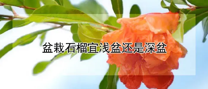 盆栽石榴宜浅盆还是深盆