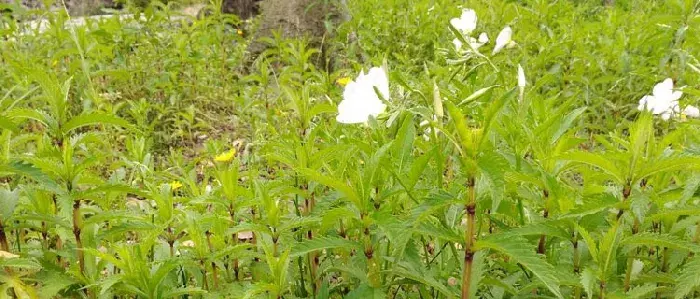 地笋的种植全过程