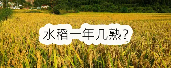 水稻一年几熟？各地区种植水稻时间差异