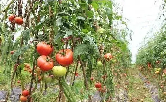 西红柿空洞果的发生原因及其防治方法