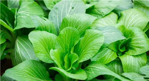 白菜什么时间种植？种植技巧分享