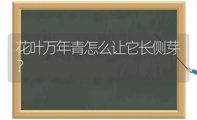 花叶万年青怎么让它长侧芽？ | 植物问答