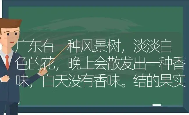 广东有一种风景树，淡淡白色的花，晚上会散发出一种香味，白天没有香味。结的果实像四季豆一样。请问这是？ | 植物问答