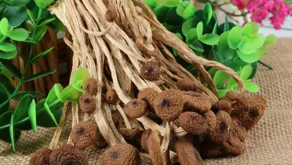 茶树菇有哪些功效作用？提高茶树菇生物转化率的方法