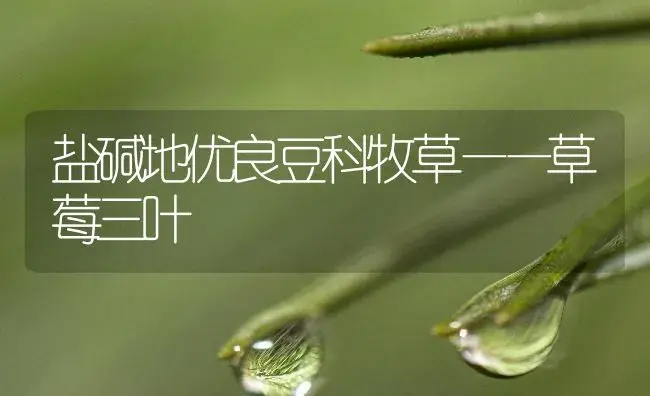 盐碱地优良豆科牧草——草莓三叶 | 植物百科