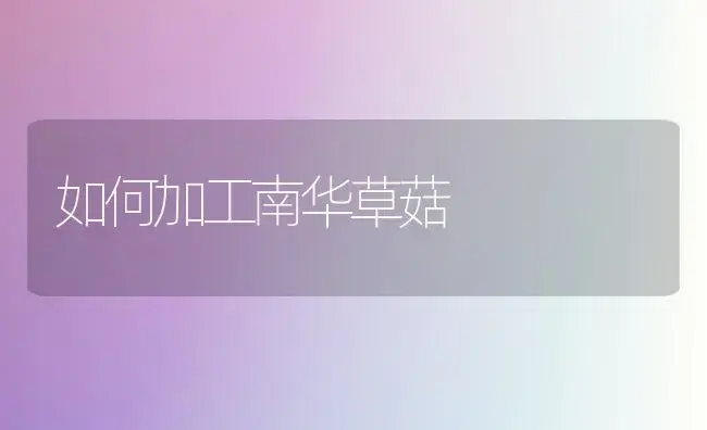如何加工南华草菇 | 植物科普