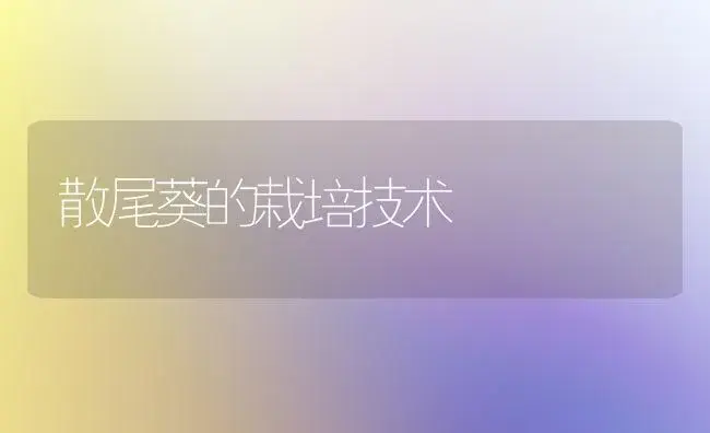 散尾葵的栽培技术 | 植物知识