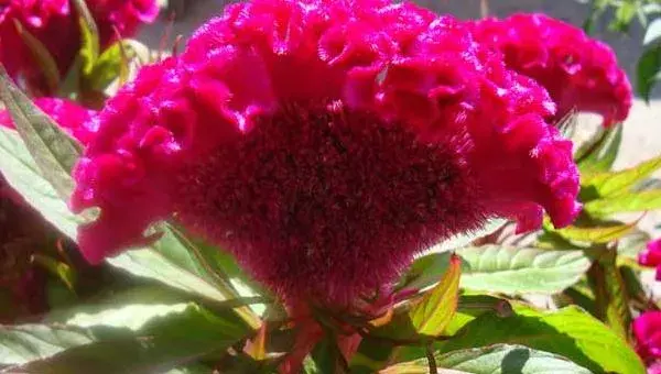 鸡冠花怎么种 鸡冠花种植方法与注意事项