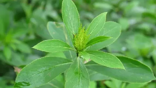 苍术种植技术及亩收益