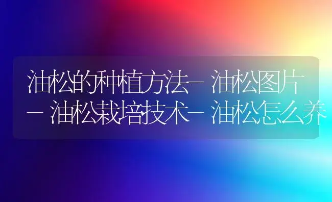油松的种植方法-油松图片-油松栽培技术-油松怎么养 | 植物科普