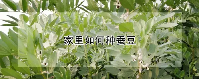 家里如何种蚕豆