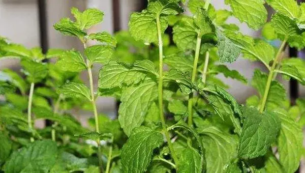 薄荷种子种植方法 薄荷种子多久发芽