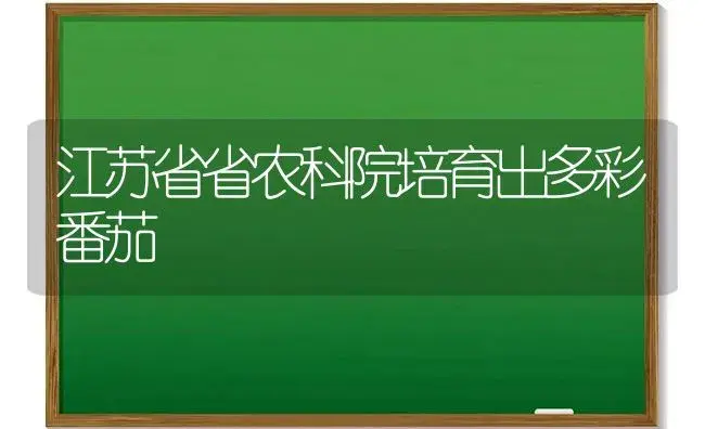 江苏省省农科院培育出多彩番茄 | 植物科普