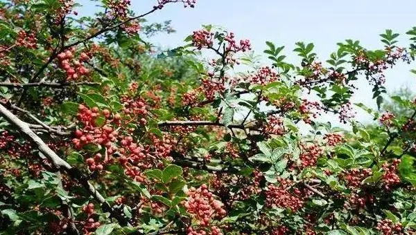 花椒树的种植方法