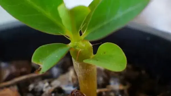 虎刺梅扦插繁殖方法 虎刺梅怎么修剪枝叶