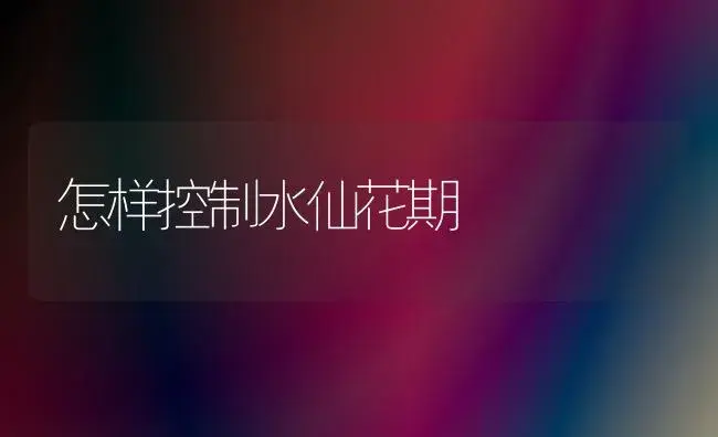 怎样控制水仙花期 | 植物知识