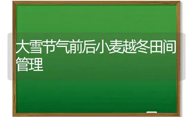 大雪节气前后小麦越冬田间管理 | 植物科普