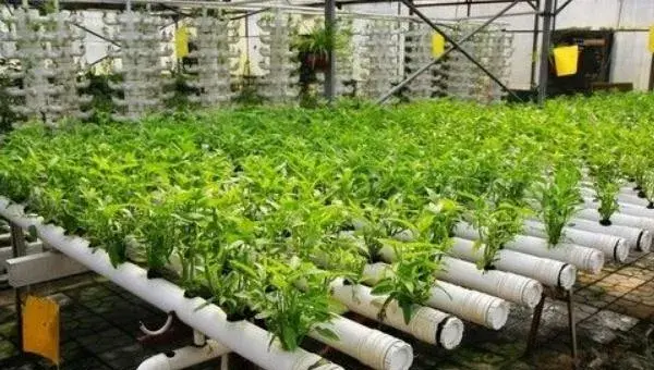 茭白无土栽培技术