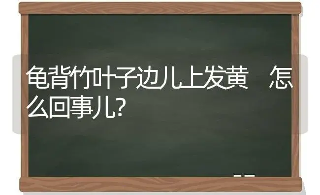 龟背竹叶子边儿上发黄 怎么回事儿？ | 植物问答