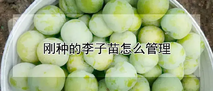 刚种的李子苗怎么管理