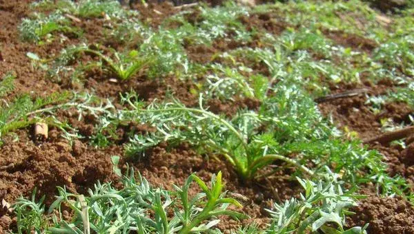 玛卡的种植前景怎么样 玛卡亩产量多少斤