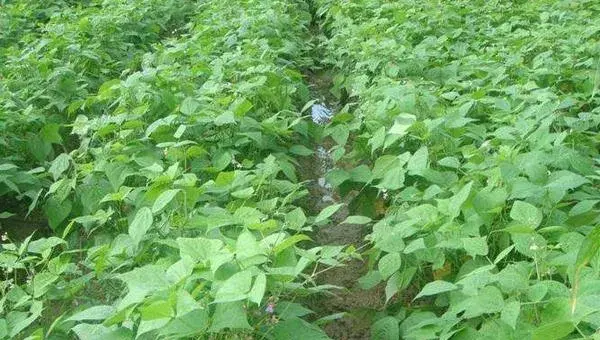 刀豆怎么种 刀豆种植时间和方法