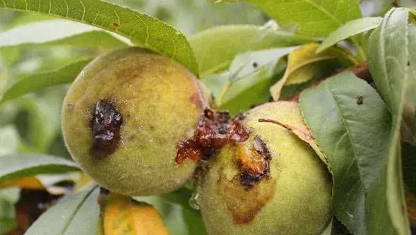 春季果树红蜘蛛、潜叶蛾、桃小食心虫防治介绍