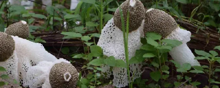 竹荪常见的种植方式，分别介绍压块、直播和室内箱栽培