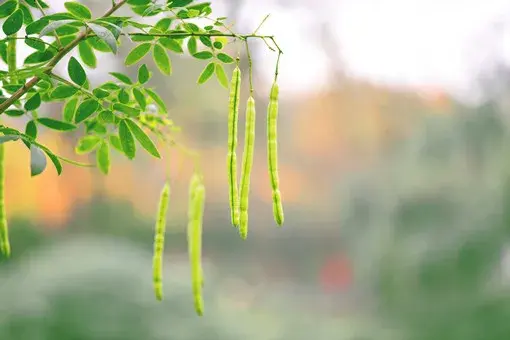 皂角树种植和播种的方法有哪些，皂角树赚钱吗？