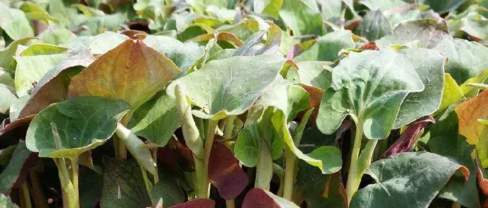 哪些野菜种植前景好 野菜种植一亩能挣多少钱