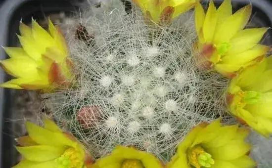 芳香丸仙人球咋养