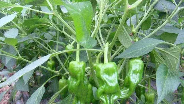露地辣椒种植技术